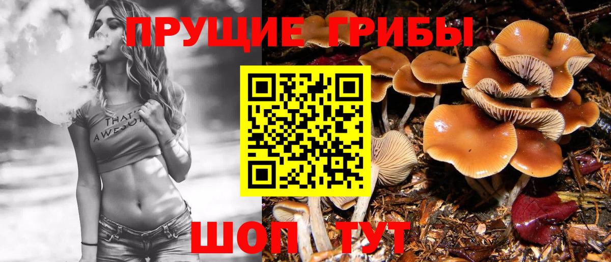 Псилоцибиновые грибы Psilocybe  Вход с VPN  Белогорск 